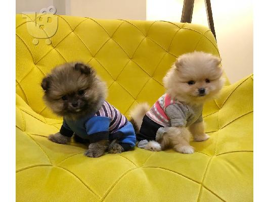 PoulaTo: Όμορφα Pomeranian Puppies